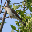 Cuckoos and Their Allies